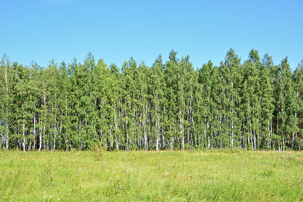 istock Summer Landscape with Birch Trees and Grassy Meadow and blue sky 2248706909