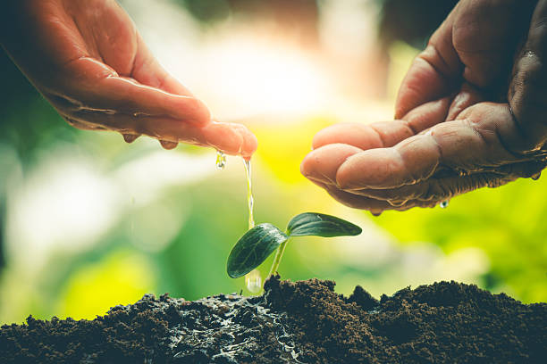 istock Tree seedlings planted in soil and watered by farmers. 2248706912