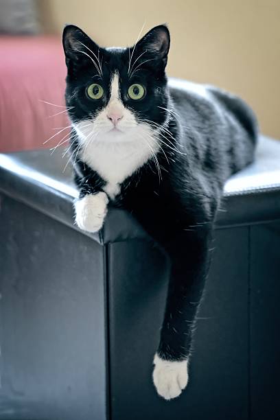 istock Funny tuxedo cat posing on a stool. Vertical image with soft focus. 2248707131