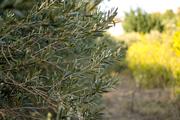 istock Olives freshly harvested 2248707144