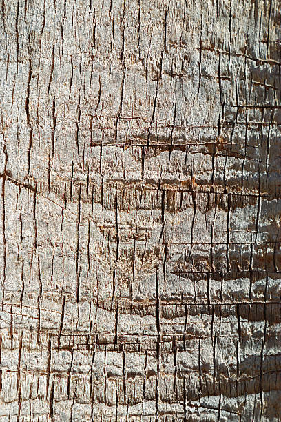 istock Close up of natural palm tree trunk texture background, natural wood patterns and structured rough tropical wooden surface, macro photo detailed texture of layered bark and fibrous coconut coir 2248707248
