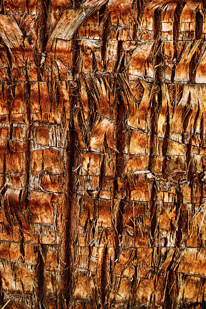 istock Close up of natural palm tree trunk texture background, natural wood patterns and structured rough tropical wooden surface, macro photo detailed texture of layered bark and fibrous coconut coir 2248707250