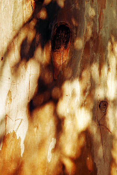 istock Closeup of eucalyptus tree bark texture background, natural wood pattern and rough grainy wooden surface with leaves shadow, colorful macro photo for eco-friendly and nature design, botanical trend 2248707272