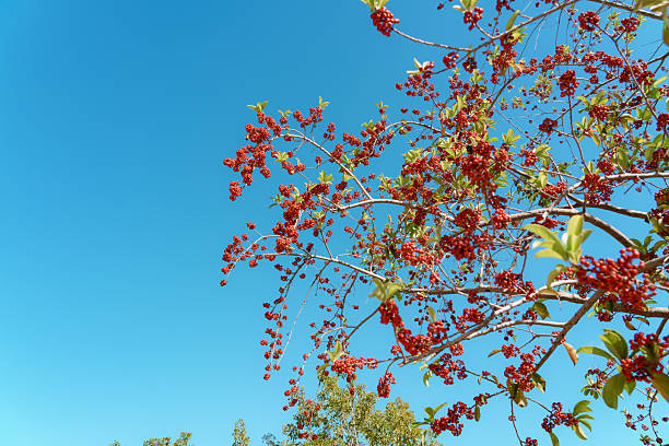 North American holly berries