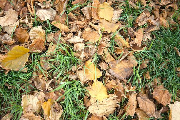 Fallen brown autumn leaves resting on green color grass providing a textured seasonal background.