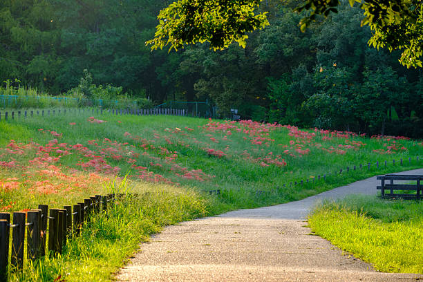 istock Red Spider Lilies Blooming in a Park 2248709228