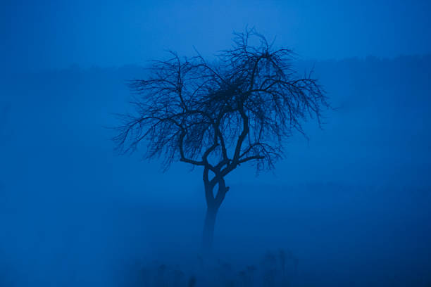 Close-up on pine tree branch in foggy woods at twilight.