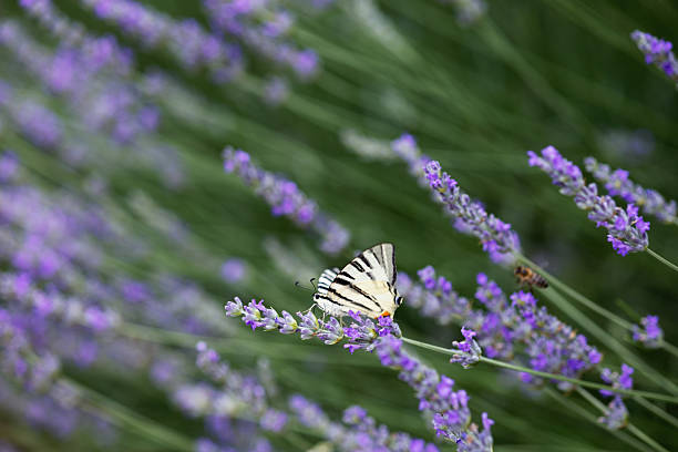 There is a bee and a white butterfly on a purple lavender flower