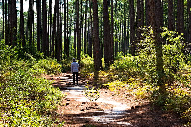 Lake Waccamaw, NC  August 29, 2025: A hiker enjoys a beautiful day on the trails of Lake Waccamaw State Park.