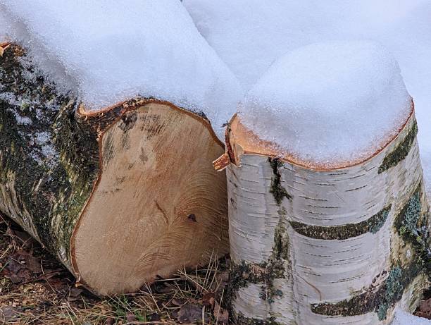 Cut birch logs are partially covered with a layer of snow, suggesting a cold, wintry setting. The exposed wood shows smooth, light-colored surfaces with visible growth rings. The birch bark features characteristic white with dark markings, texture, and layered peeling. The logs rest on the ground among dried leaves and grass, indicating an outdoor environment. The scene captures the intersection of nature and rural life, typical in wooded village areas during winter.