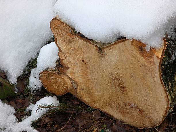 A large, freshly cut birch log is partially covered in a soft layer of snow. The exposed surface reveals the tree s growth rings, with a smooth, light-colored texture. The log rests on the ground amidst brown, dried leaves, and a few scattered pine needles, hinting at a woodland setting. The contrasting white snow and the wood s warm tones create a natural, serene scene typical of a winter landscape.