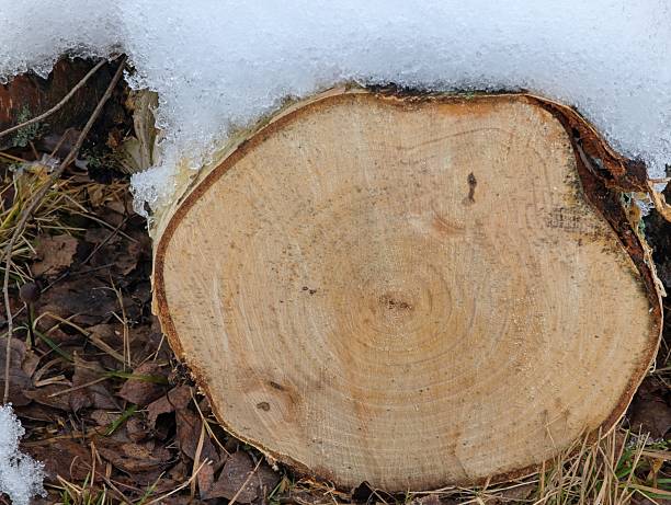 Birch log cross-section with visible growth rings partially covered in snow. Surroundings include dry leaves and grass, indicative of a late autumn or early winter setting. The log is light brown with a rough texture, providing a natural, rustic element against the white snow. The scene suggests a cold climate, potentially in a rural or village area.