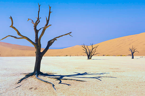 istock Dead Vlei Namib Desert Sossusvlei Namibia 2248711632