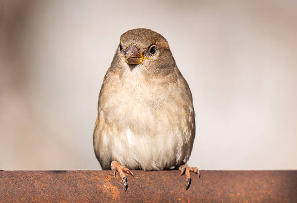 A beautiful close-up photo of a sparrow outdoors