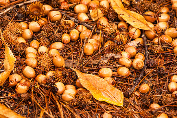 istock A pile of newly fallen acorns 2248712101