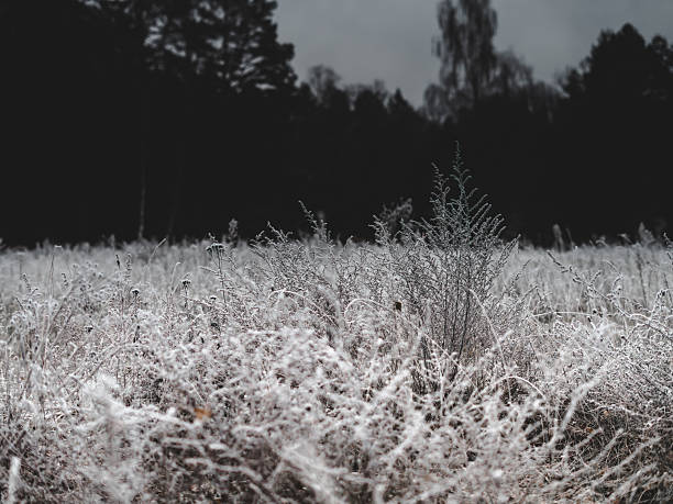 istock Frozen meadow covered in delicate hoarfrost under a dark forest backdrop, capturing the quiet stillness and intricate textures of a cold winter morning 2248712191