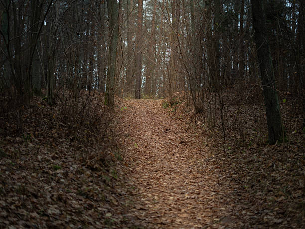 istock Forest path covered with dry autumn leaves leading uphill through tall trees, creating a moody and quiet woodland atmosphere in late autumn 2248712231