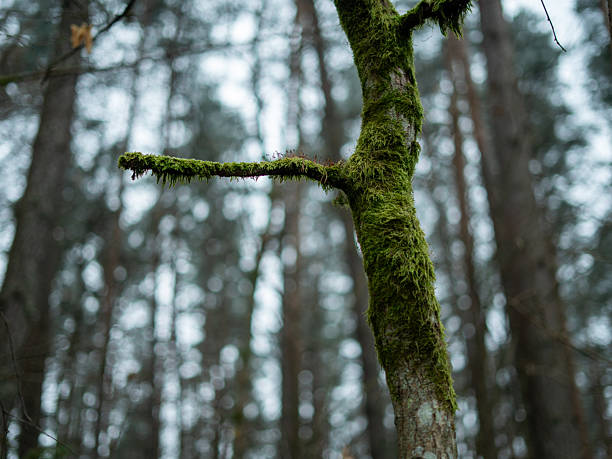 Moss-covered branch extending from a tree in a winter forest, with soft bokeh background creating a natural, calm and atmospheric woodland scene