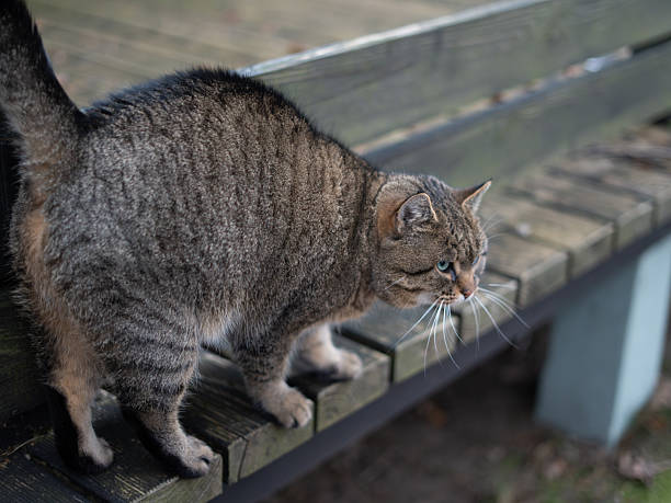 istock Tabby Cat Standing on a Wooden Bench Outdoors, Looking Up With Bright Blue Eyes in Soft Natural Light, Captured in a Calm and Candid Moment With Shallow Depth of Field 2248712555