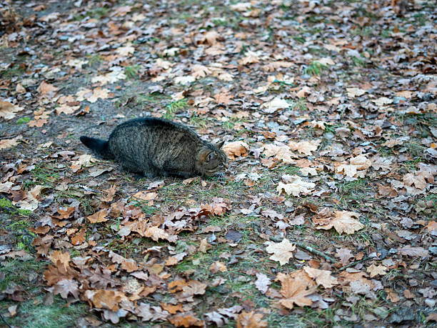 Tabby Cat Exploring the Forest Floor Covered With Fallen Leaves, Captured in a Natural Outdoor Environment With Soft Light and Earthy Seasonal Colors