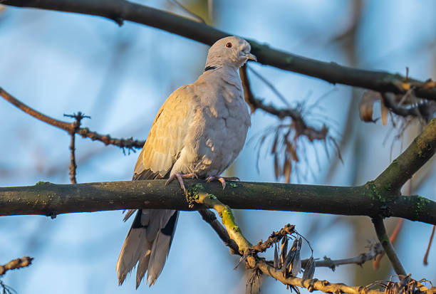 a wild pigeon sitting on a branch in a park