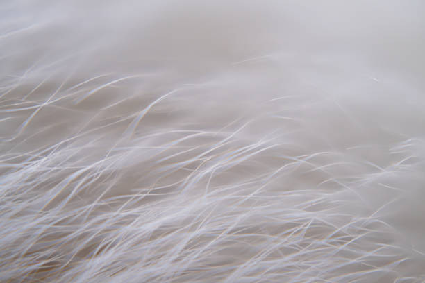 Blue and white feathers close up