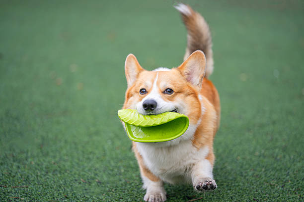 istock A Pembroke Welsh Corgi plays 2248715074