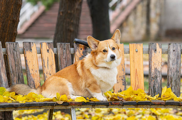 istock Portrait of a corgi on a bench 2248716801