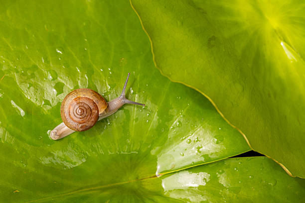 A small snail on a green leaf comes to scratch,A cute little snail taking a stroll on the giant banana tree leaves, enjoying a leisurely walk in nature.