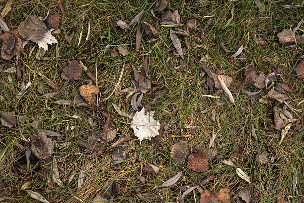 istock Golden Autumn Woods Wrapped in Warm Light 2248717155