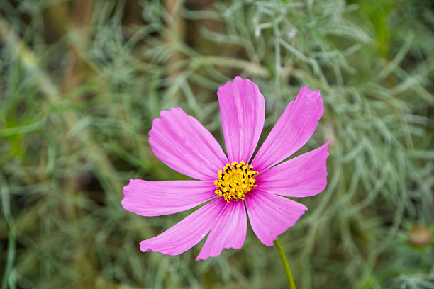 istock Single Pink Cosmos Flower in Nature 2248717942
