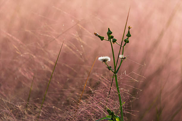 A close-up silhouette of a wild plant stem against a dreamy, soft pink grass background in the sunlight.