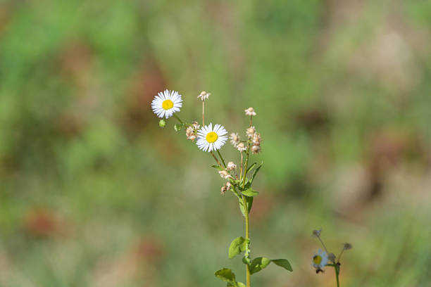 Close-up of small white wildflowers with yellow centers blooming in a green grassy field.