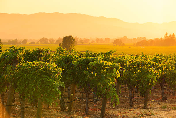 Sunset over Napa valley vineyards, California Us