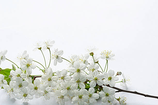 Prunus cerasus (cherry tree) branch with white blossoms isolated on white background. Spring floral purity, minimal botanical accent, wedding nature detail, fresh elegance.