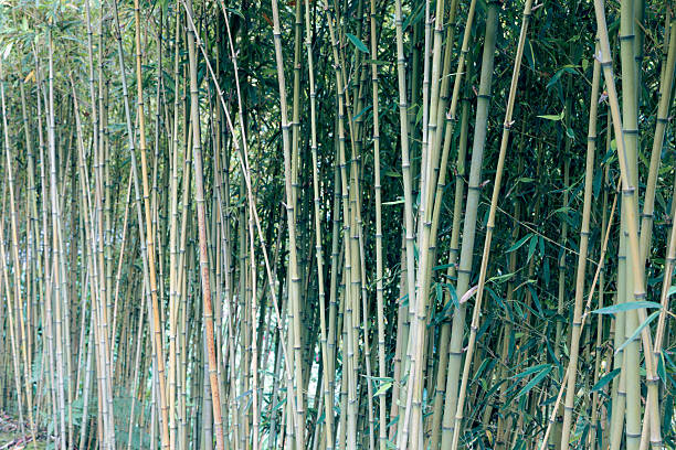 istock Straight bamboo stalks and fresh green leaves create soft textured forest background 2248721012