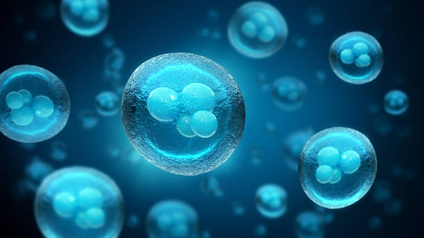 Stem cells under the microscope, Laboratory, Science technology concept, 3d rendering Stem cells under the microscope, Laboratory, Science technology concept, 3d rendering stem cell stock pictures, royalty-free photos & images