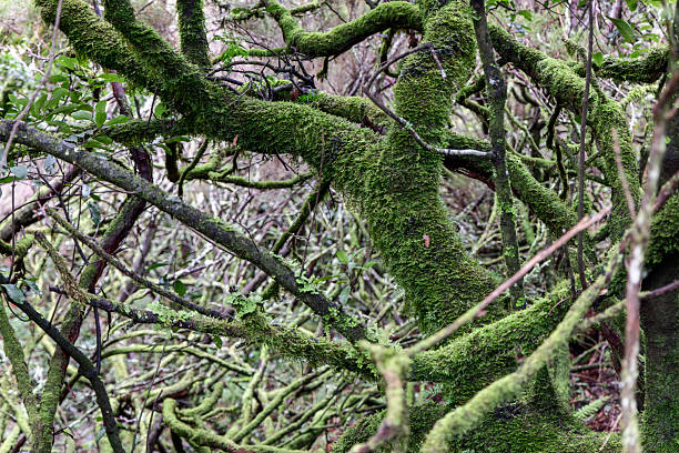 Moss covered trunks and tangled branches in Madeira laurel forest, dense green layers of vegetation create a humid and ancient woodland atmosphere