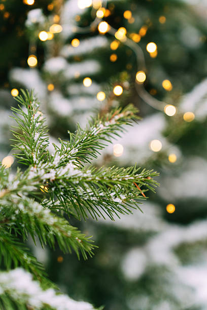 istock Snow-covered pine branches with festive lights and holiday atmosphere. Festive composition, mockup for a New Year's card 2248723747