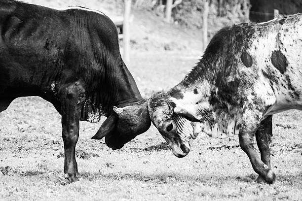 istock Two cows butting heads in black and white. 2248723766