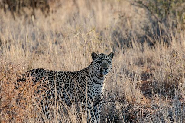 istock Leopard in tall grass looking around - close up 2248724702