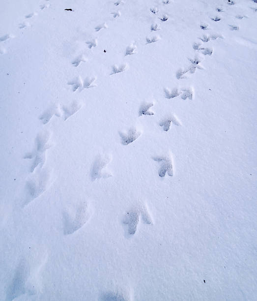istock footprints of a coot (waterfowl) 2248724985