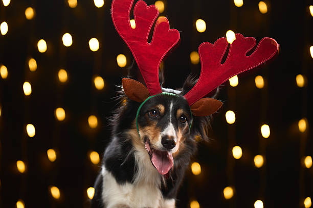 istock Border Collie in red antlers 2248725586