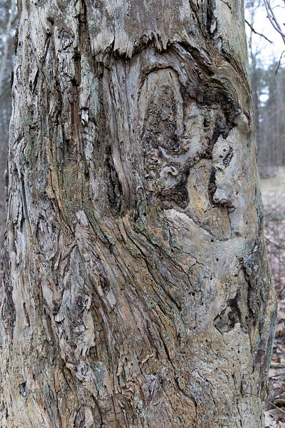 istock A beautiful closeup of a dead tree bark and trunk. 2248725889