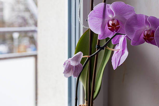 Horizontal shot capturing a blooming Phalaenopsis orchid (Moth Orchid) placed on a windowsill. The flowers are a vibrant lavender purple with prominent burgundy and orange centers.