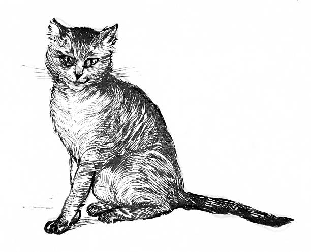 Cat, feline pet of the Miller's son in 