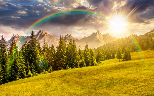istock spruce forest on grassy slope at night 2248726984
