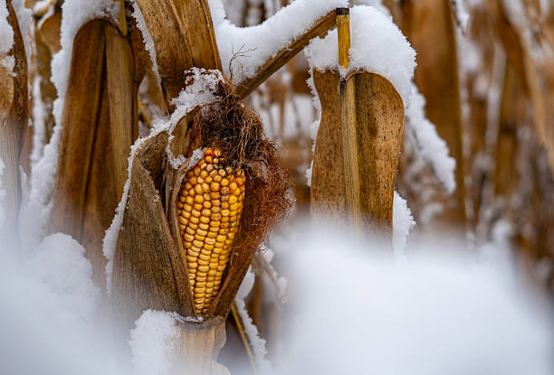 Corn left in the field during winter, wrapped in snow and dry leaves creating a contrasting scene in frosty landscape