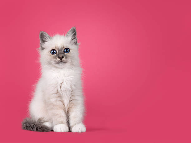 istock Adorable birman kitten sitting and posing on pink background 2248728471