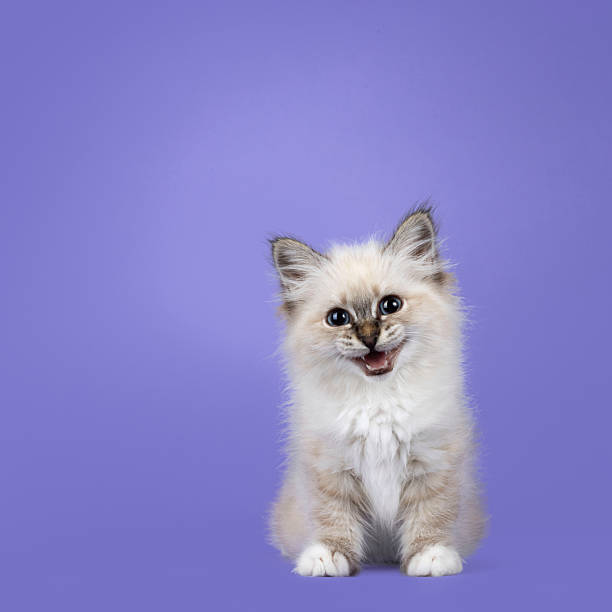 istock Sacred Birman cat kitten on lilac purple 2248728631